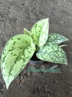 Scindapsus Silver Blue Lady - Image 2