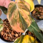 Philodendron Mican Pink/Aurea Variegated