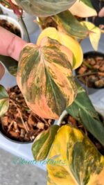 Philodendron Mican Pink/Aurea Variegated