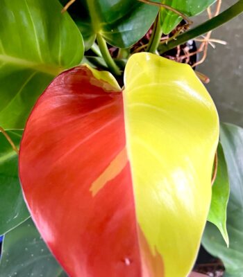 Philodendron Red Moon Variegated with neon yellow and red stems and variegated heart-shaped leaves.