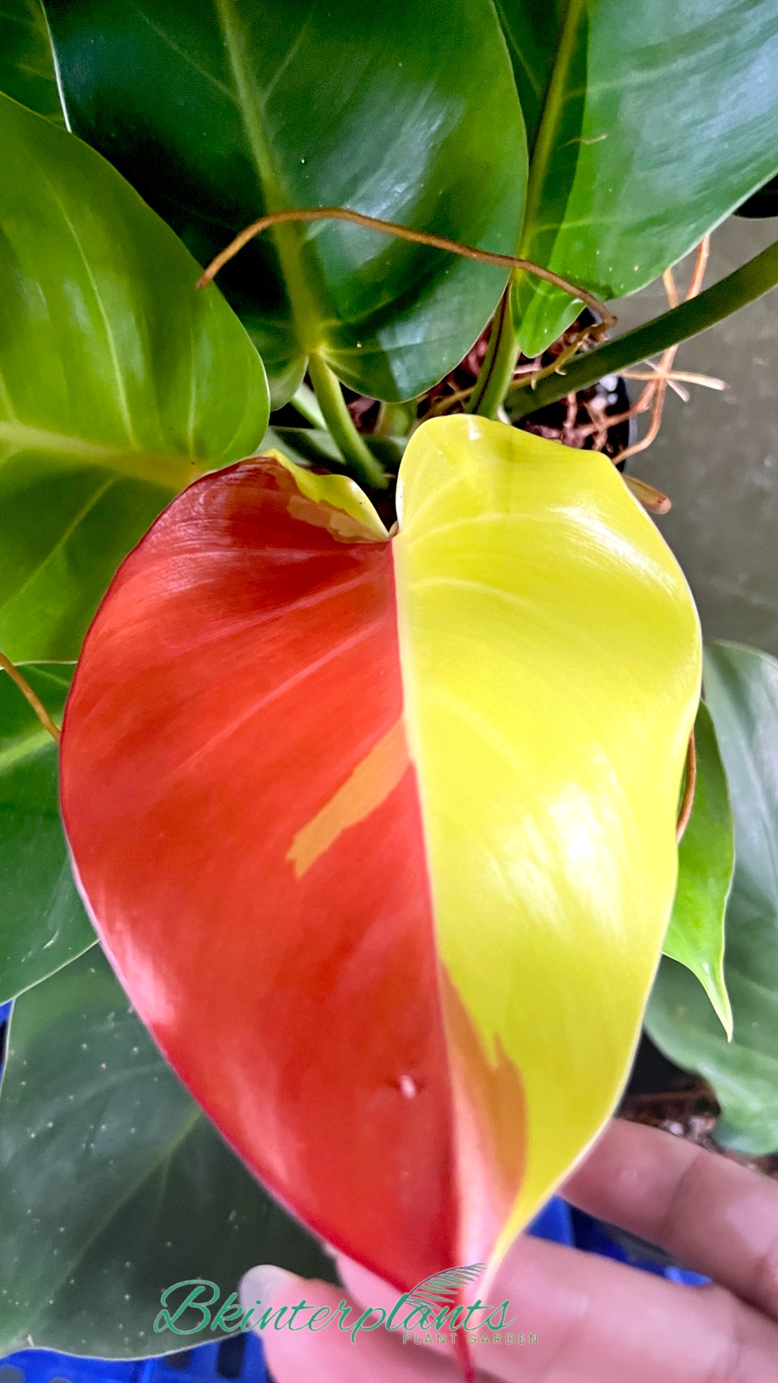 ccimg_3690-photoroom.jpg Philodendron Red Moon Variegated - Image 1