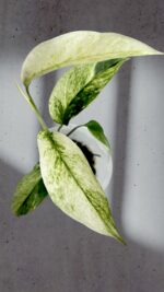 Monstera Laniata Mint Variegated Size S - Image 3