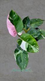 Philodendron White Princess Variegated - Image 4