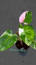 Philodendron White Princess Variegated - Image 2