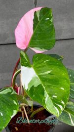 Philodendron White Princess Variegated