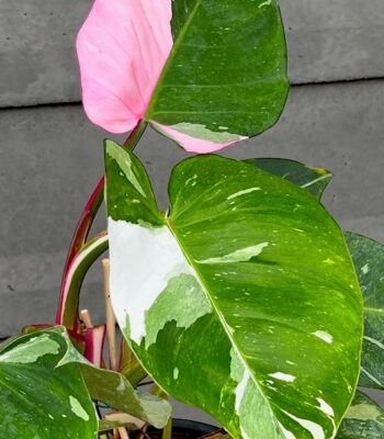Philodendron White Princess Variegated with white marble leaves for sale by BKinterplants