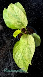 Epipremnum Mint Leaf Variegated - Image 6