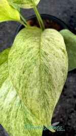 Epipremnum Mint Leaf Variegated - Image 5