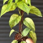 Epipremnum Mint Leaf Variegated