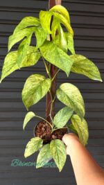 Epipremnum Mint Leaf Variegated