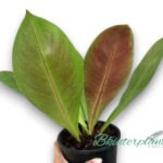 Philodendron Linnaei Deep Purple Back