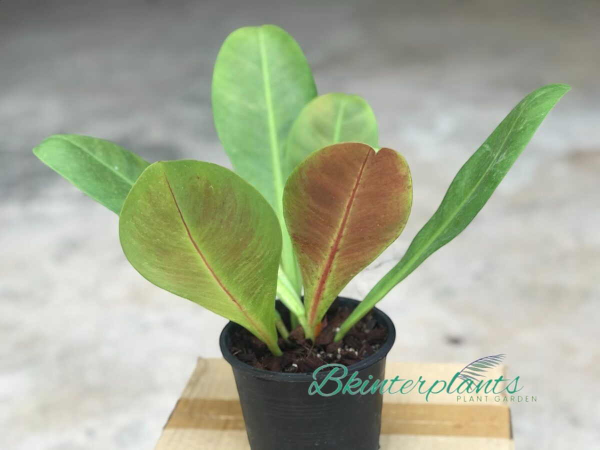 Philodendron Linnaei Deep Purple Back - Image 2