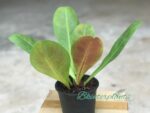 Philodendron Linnaei Deep Purple Back - Image 2