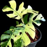 10 Plants Rhaphidophora Tetrasperma Variegated (Mini Ginny Monstera)