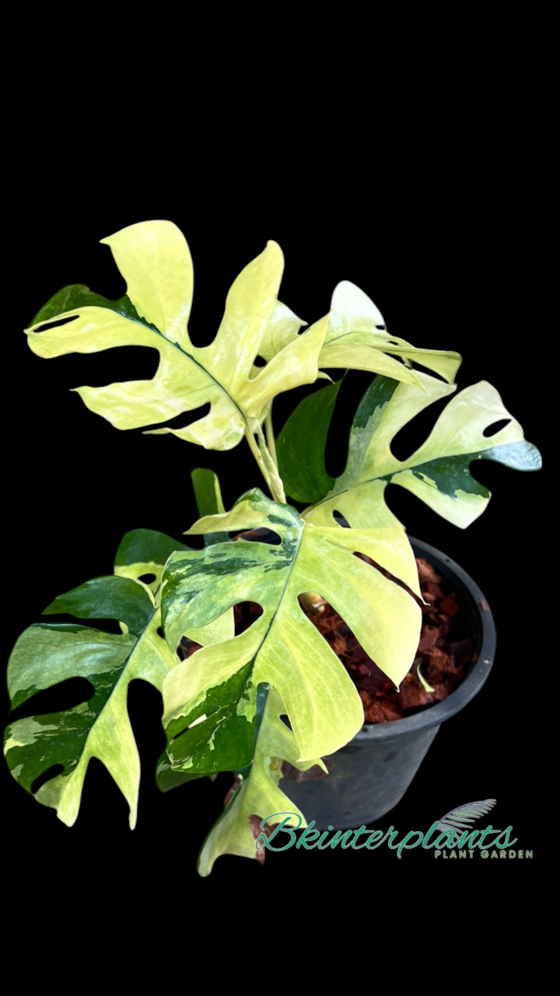 ccimg_4614-photoroom_1.jpg 10 Plants Rhaphidophora Tetrasperma Variegated (Mini Ginny Monstera) - Image 1