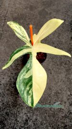 Philodendron Florida Beauty Variegated 1 Leaf - Image 2