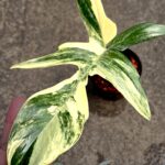 Philodendron Florida Beauty Variegated 1 Leaf