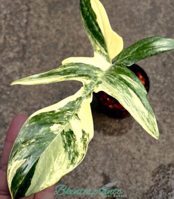 Philodendron Florida Beauty Variegated 1 leaf cutting with established roots and yellow variegation