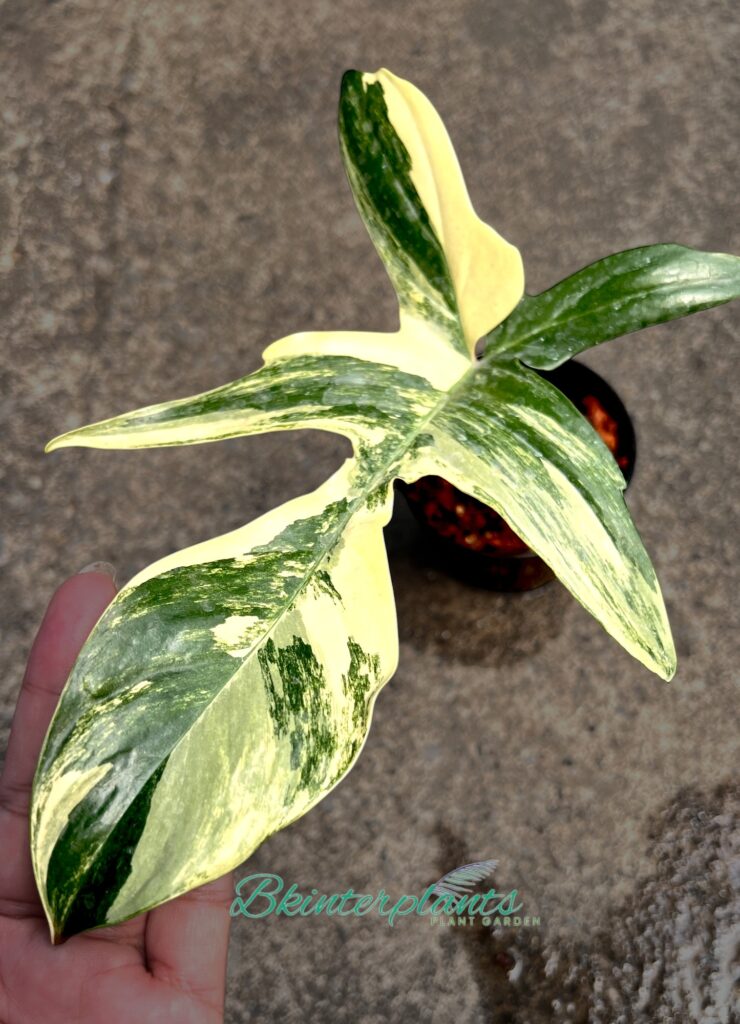 Philodendron Florida Beauty Variegated 1 leaf cutting with established roots and yellow variegation