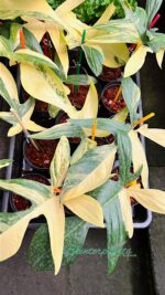 Philodendron Florida Beauty Variegated 1 Leaf - Image 3