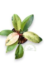 5 Plants Philodendron Drafted Red Congo Mint Marble - Image 3