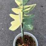 Rare Philodendron Florida x Mayoi hybrid 1 Leaf with stable yellow variegation on a single leaf cutting.