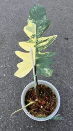 Philodendron Florida x Mayoi Variegated 1 Leaf
