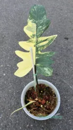 Rare Philodendron Florida x Mayoi hybrid 1 Leaf with stable yellow variegation on a single leaf cutting.
