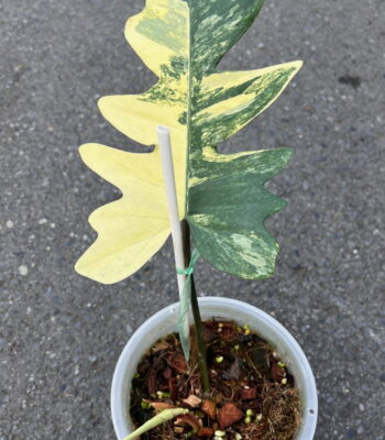 Rare Philodendron Florida x Mayoi hybrid 1 Leaf with stable yellow variegation on a single leaf cutting.