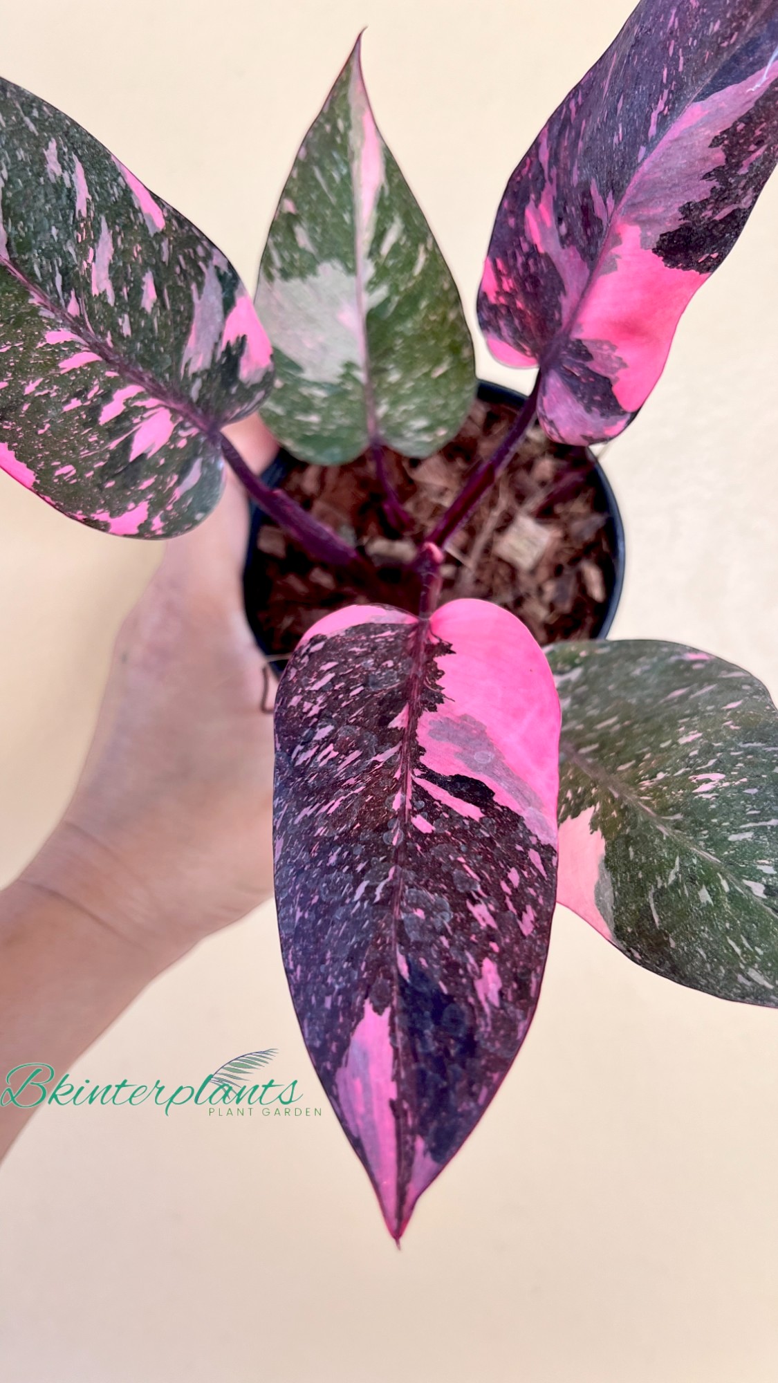 ccimg_4931-photoroom_1_.jpg Philodendron Pink Princess Galaxy Variegated Size S - Image 1