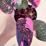 5 Plants Philodendron Pink Princess Galaxy Variegated Size S