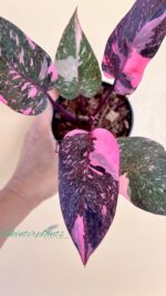 5 Plants Philodendron Pink Princess Galaxy Variegated Size S