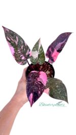 5 Plants Philodendron Pink Princess Galaxy Variegated Size S - Image 2