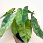 Philodendron Burle Marx Mint Variegated
