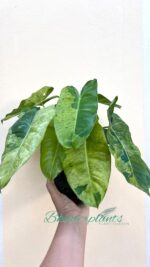 Philodendron Burle Marx Mint Variegated