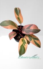 Philodendron Black Cadinal variegated size S - Image 2