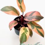 Philodendron Black Cadinal variegated size S