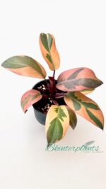 Philodendron Black Cadinal variegated size S