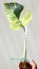 Monstera Deliciosa Mint Variegata Plant 1 Leaf - Image 3