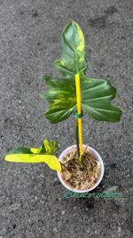 Philodendron Florida x Mayoi Variegated 1 Leaf - Image 2