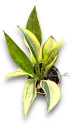 5 Plants Sansevieria Concinna Spoon Variegated Leaf - Image 2