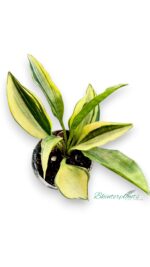 5 Plants Sansevieria Concinna Spoon Variegated Leaf