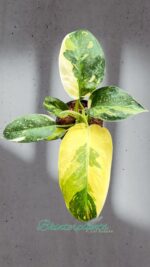 5 Plants Philodendron Green Congo Nuclear Variegated Size S - Image 4