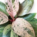 5 Plants Philodendron Drafted Red Congo Mint Marble