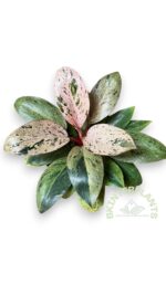 5 Plants Philodendron Drafted Red Congo Mint Marble - Image 2