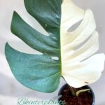 Monstera Albo Half Variegated 1 Leaf