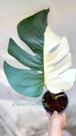 Monstera Albo Halfmoon Variegated with bold white half-moon variegated leaves