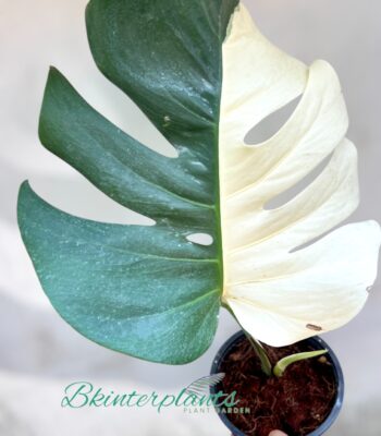 Monstera Albo Halfmoon Variegated with bold white half-moon variegated leaves