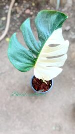 Monstera Albo Half Variegated 1 Leaf - Image 3
