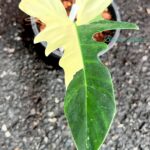 Philodendron Golden Dragon Variegated 1 Leaf